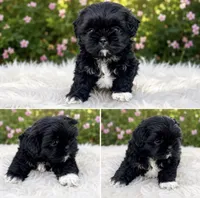 Max AKC , a male Shih Tzu for sale in Leslie, AR – 2 of 3