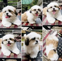 Mr Handsome , a male Shih Tzu for sale in Leslie, AR – 2 of 4
