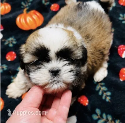 Mr Snuggles  – Shih Tzu puppy for sale in Leslie, AR