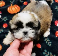 Mr Snuggles , a male Shih Tzu for sale in Leslie, AR – 1 of 3