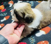 Mr Cuddles , a male Shih Tzu for sale in Leslie, AR – 2 of 3