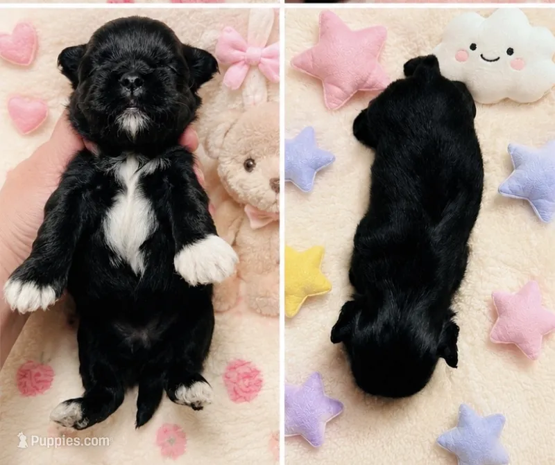 Max AKC  – Shih Tzu puppy for sale in Leslie, AR