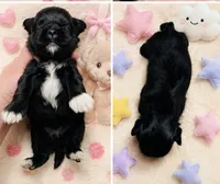 Max AKC , a male Shih Tzu for sale in Leslie, AR – 3 of 3
