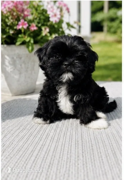 Max AKC  – Shih Tzu puppy for sale in Leslie, AR