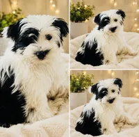 Finn, a male Shih Tzu and Yorkshire Terrier for sale in Leslie, AR – 2 of 6