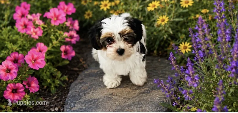 Lottie AKC – Yorkshire Terrier puppy for sale in Leslie, AR
