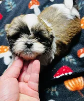 Mr Boo Bear , a male Shih Tzu for sale in Leslie, AR – 2 of 3