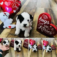 Finn, a male Shih Tzu and Yorkshire Terrier for sale in Leslie, AR – Photo 3 of 3