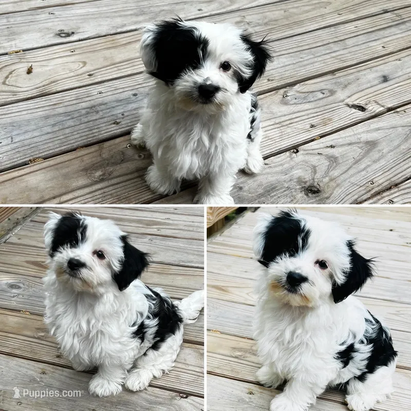 Finn – Shih Tzu, Yorkshire Terrier puppy for sale in Leslie, AR