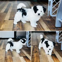 Finn, a male Shih Tzu and Yorkshire Terrier for sale in Leslie, AR – Photo 2 of 3