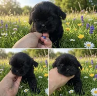 Sweetheart AKC , a female Shih Tzu for sale in Leslie, AR – 1 of 2