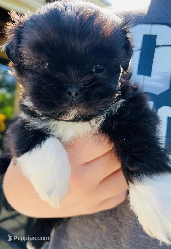 Charlies Girl AKC – Shih Tzu puppy for sale in Leslie, AR