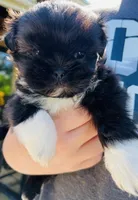 Charlies Girl AKC, a female Shih Tzu for sale in Leslie, AR – Photo 1 of 4