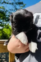 Charlies Girl AKC, a female Shih Tzu for sale in Leslie, AR – Photo 2 of 4