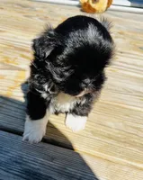 Charlies Girl AKC, a female Shih Tzu for sale in Leslie, AR – Photo 4 of 4