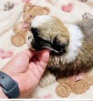 Mr Cuddles , a male Shih Tzu for sale in Leslie, AR – 2 of 2