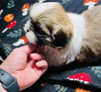 Mr Boo Bear , a male Shih Tzu for sale in Leslie, AR – 1 of 3