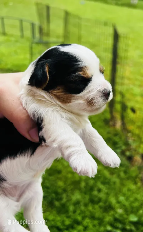 Munchkins AKC – Yorkshire Terrier puppy for sale in Leslie, AR