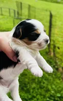 Lottie AKC, a female Yorkshire Terrier for sale in Leslie, AR – 3 of 5