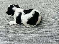 Lottie AKC, a female Yorkshire Terrier for sale in Leslie, AR – 5 of 5