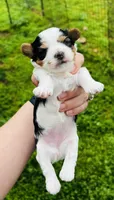 Lottie AKC, a female Yorkshire Terrier for sale in Leslie, AR – 4 of 5