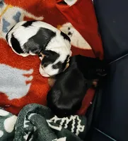 Munchkins AKC, a female Yorkshire Terrier for sale in Leslie, AR – Photo 2 of 2