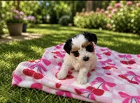 Lottie AKC, a female Yorkshire Terrier for sale in Leslie, AR – 1 of 5