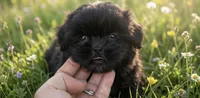 Tink AKC , a female Shih Tzu for sale in Leslie, AR – 1 of 2