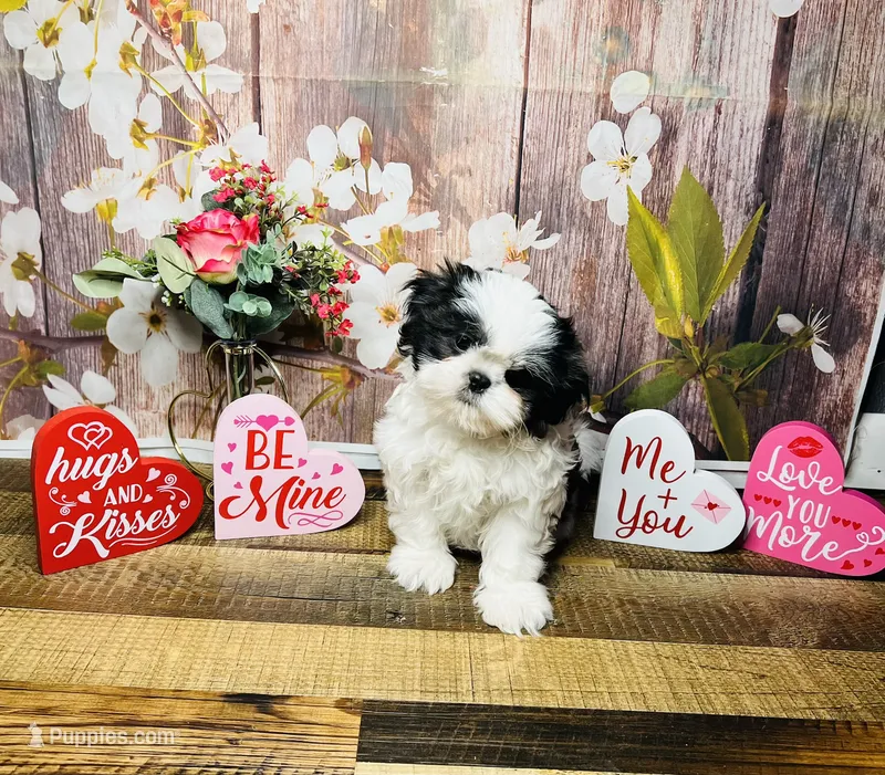 Puppy Madness Contestant  – Shih Tzu puppy for sale in Leslie, AR