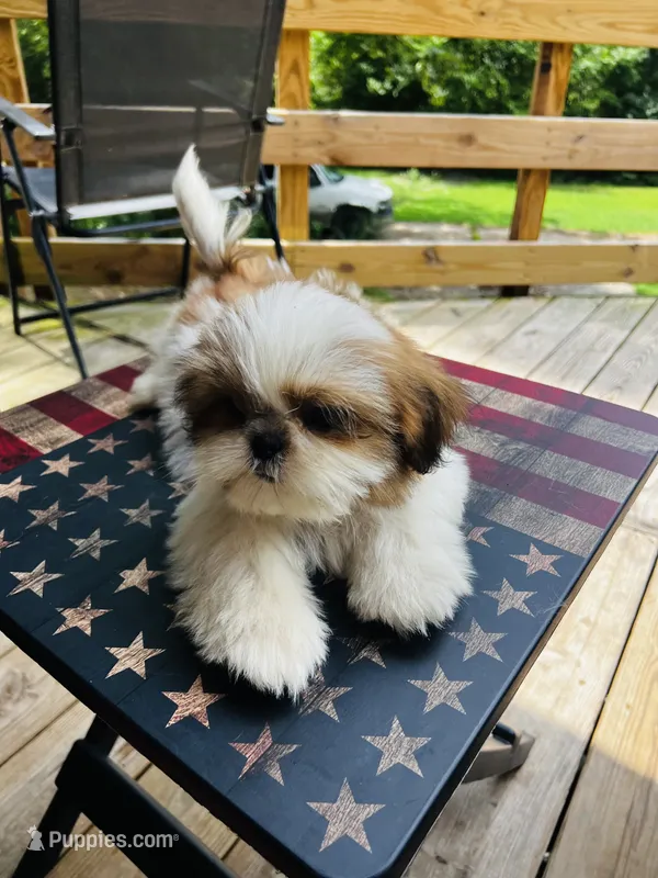 Mr. Cutie – Shih Tzu puppy for sale in Leslie, AR