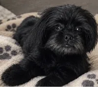 Sweet Pea AKC , a female Shih Tzu for sale in Leslie, AR – 3 of 5