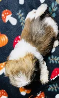 Mr Cuddles , a male Shih Tzu for sale in Leslie, AR – 3 of 3