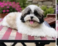 Mr Cuddles , a male Shih Tzu for sale in Leslie, AR – 3 of 6
