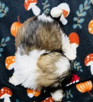 Mr Snuggles , a male Shih Tzu for sale in Leslie, AR – 3 of 3