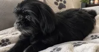 Sweet Pea AKC , a female Shih Tzu for sale in Leslie, AR – 2 of 5