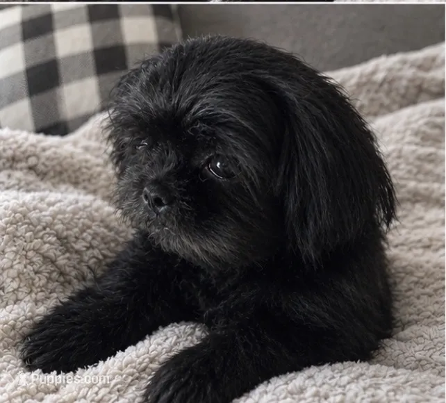 Sweet Pea AKC  – Shih Tzu puppy for sale in Leslie, AR
