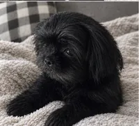 Sweet Pea AKC , a female Shih Tzu for sale in Leslie, AR – 1 of 5
