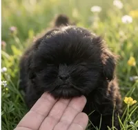 Tink AKC , a female Shih Tzu for sale in Leslie, AR – 2 of 2