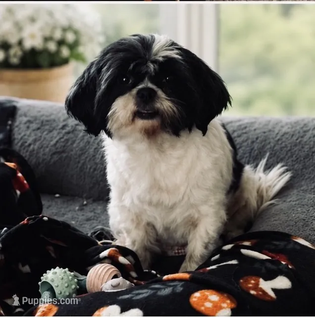 Charlee – Shih Tzu puppy for sale in Leslie, AR