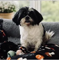 Charlee, a female Shih Tzu for sale in Leslie, AR – 1 of 1
