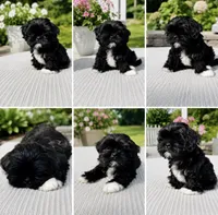 Max AKC , a male Shih Tzu for sale in Leslie, AR – 2 of 6