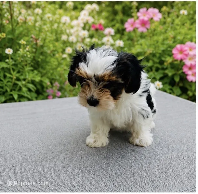 Lottie AKC – Yorkshire Terrier puppy for sale in Leslie, AR