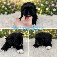 Max AKC , a male Shih Tzu for sale in Leslie, AR – 1 of 3