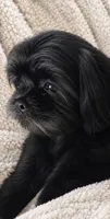 Sweet Pea AKC , a female Shih Tzu for sale in Leslie, AR – 1 of 5