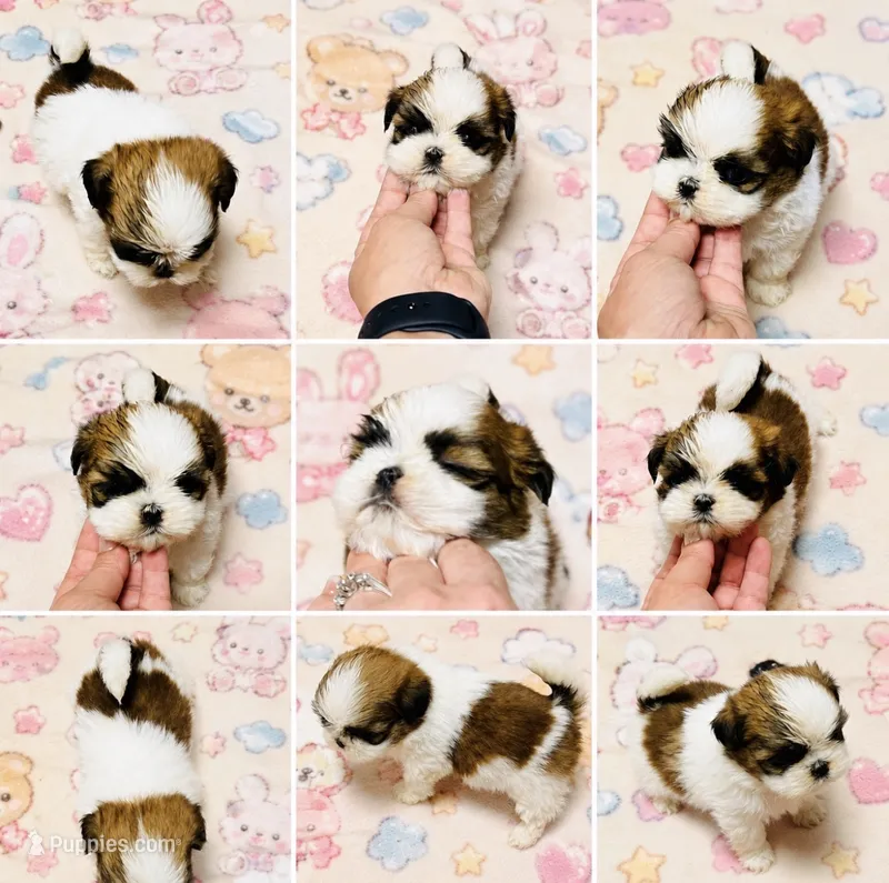 Mr. Cutie – Shih Tzu puppy for sale in Leslie, AR