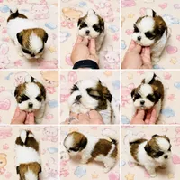 Mr. Cutie, a male Shih Tzu for sale in Leslie, AR – 1 of 1