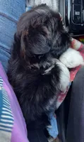 Pepper Girl AKC, a female Shih Tzu for sale in Leslie, AR – 4 of 8