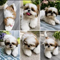 Mr. Cutie, a male Shih Tzu for sale in Leslie, AR – 2 of 3