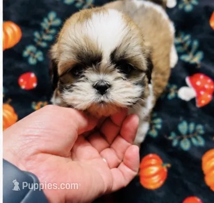 Mr Cuddles  – Shih Tzu puppy for sale in Leslie, AR