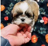 Mr Cuddles , a male Shih Tzu for sale in Leslie, AR – 1 of 3